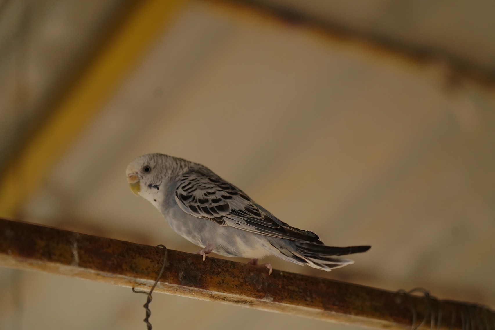 Seabird Resort Gallery