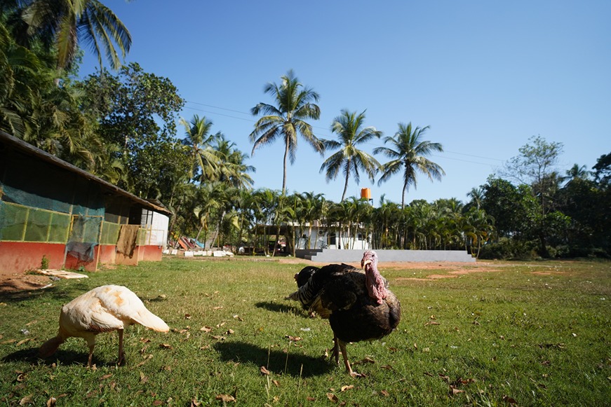 Garden Evening Ambiance