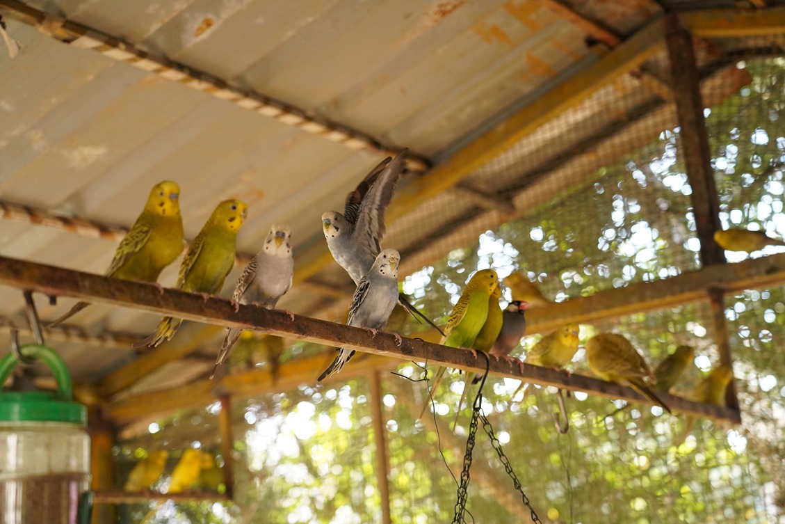 Experience The View With Birds